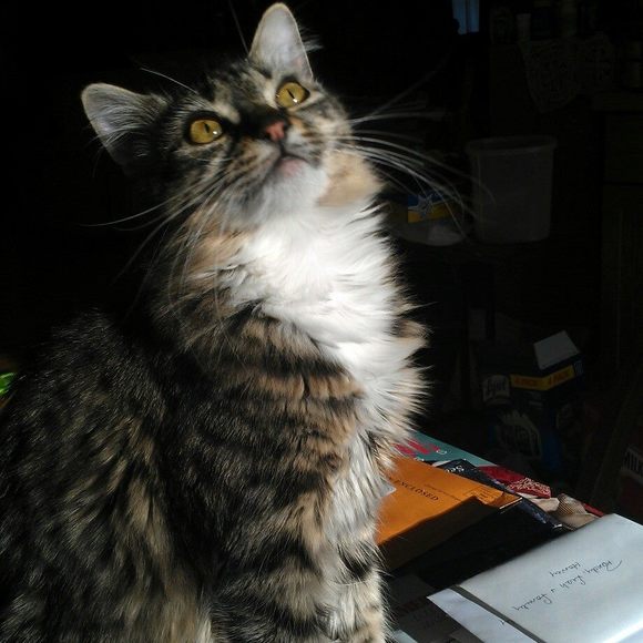 Meet your Posher, Jo - Picture 1 of 1